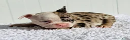 Bulldog Francés perros en venta: Bulldog frances Exotic - Anuncio 21