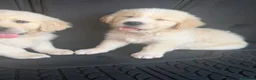 Golden Retriever perros en venta: Golden Retriever  - Anuncio 3