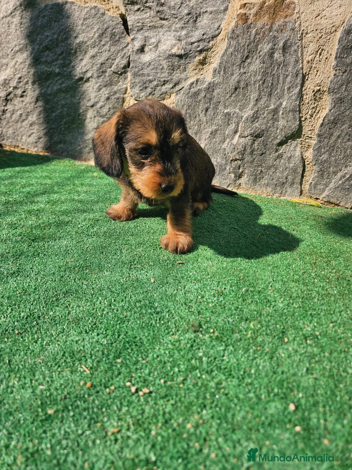 Teckel perros Teckel de pelo duro  - Anuncio 1