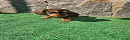 Teckel perros en venta: Teckel de pelo duro  - Anuncio 1