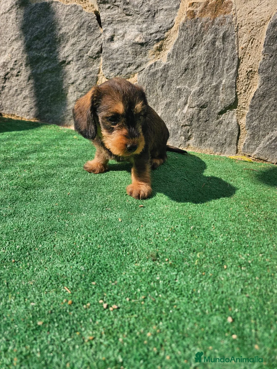 Teckel perros en venta: Teckel de pelo duro  - Anuncio 1
