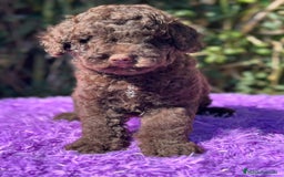 Perro de Agua Español perros en venta: Pdae chocolate  - Imagen 1