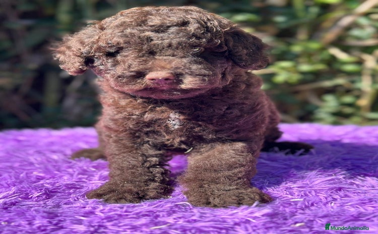 Perro de Agua Español perros - Anuncio 3