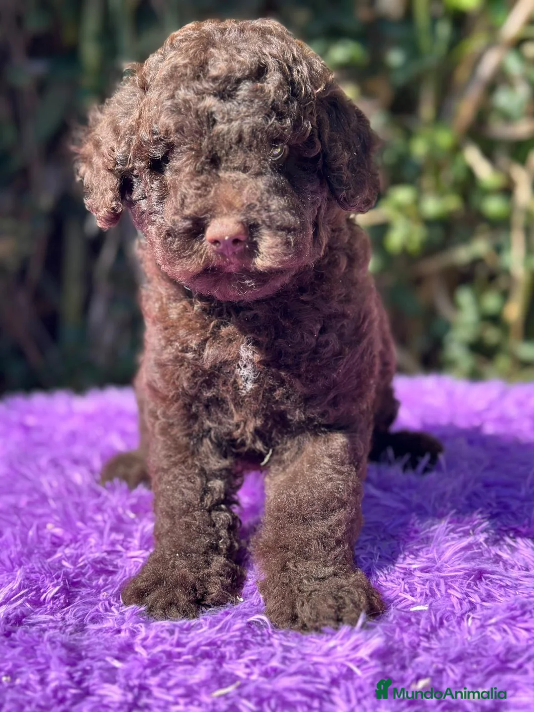 Perro de Agua Español perros en venta: Pdae chocolate  - Anuncio 1