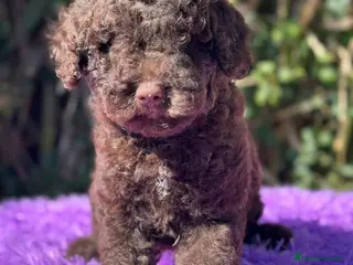 Perro de Agua Español perros Pdae chocolate - Anuncio 1