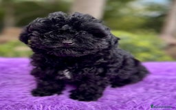 Maltipoo perros en venta: MALTIPOO TOY NEGRA DISPONIBLE - Imagen 2
