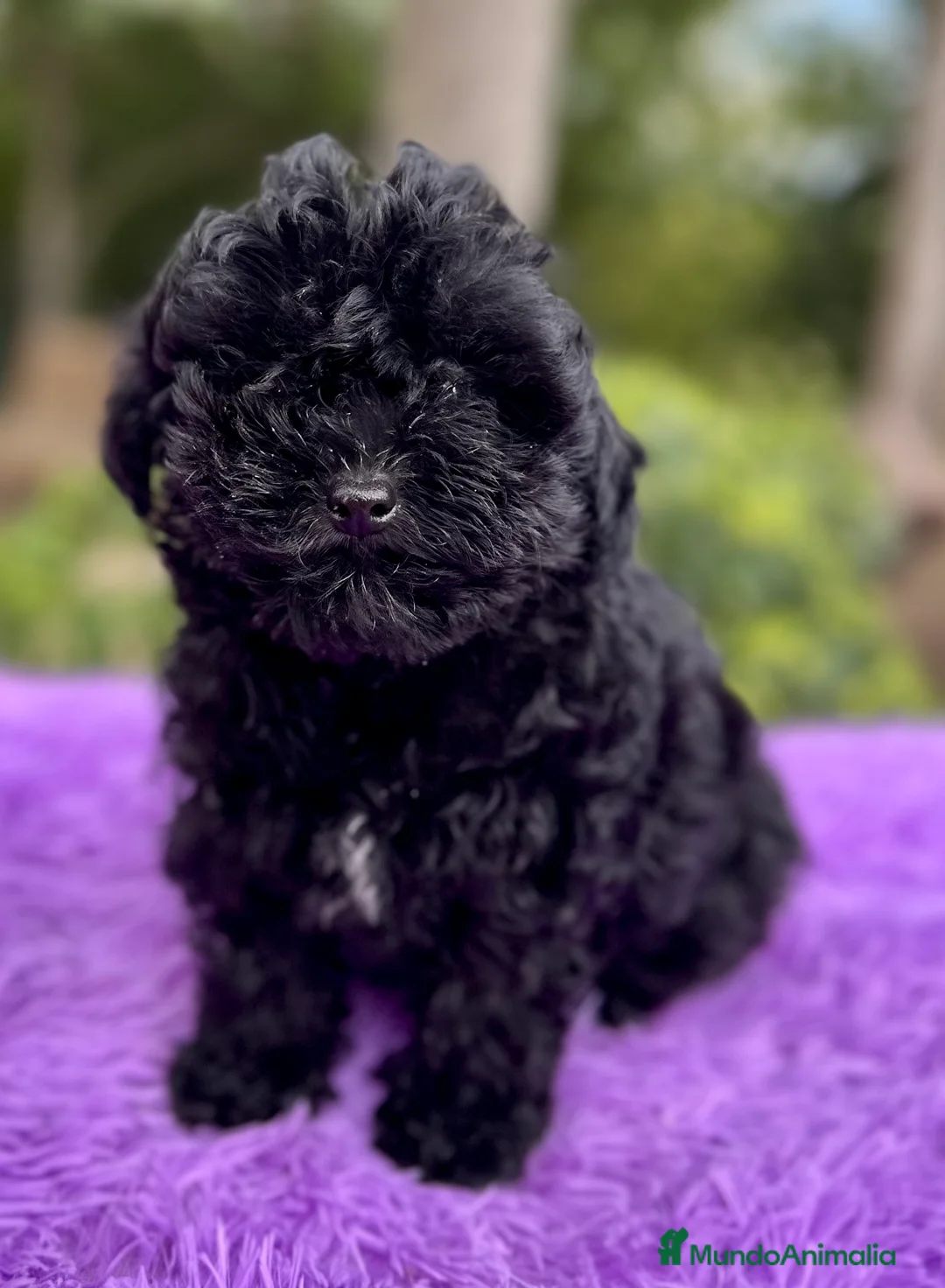 Maltipoo perros en venta: MALTIPOO TOY NEGRA DISPONIBLE - Anuncio 2