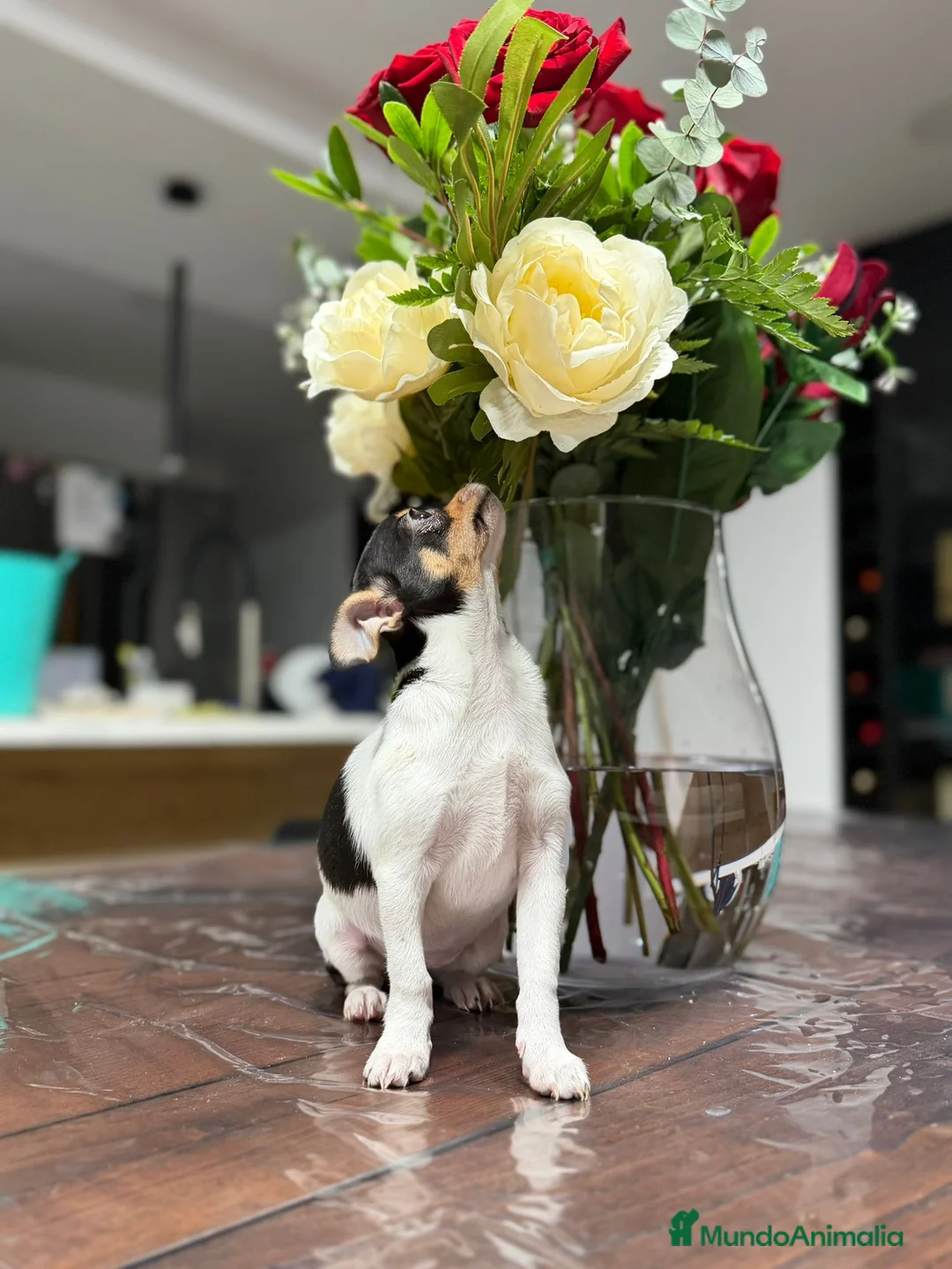 Chihuahua perros en venta: Chihuahua hembra Toy  - Anuncio 1