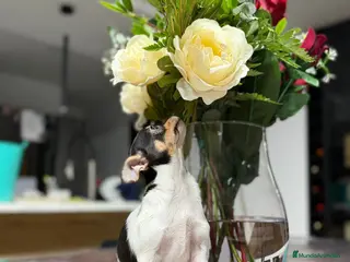 Chihuahua perros Chihuahua hembra Toy - Anuncio 1