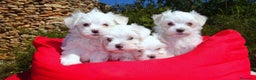 Bichón Maltés perros en venta: Bichón Maltés  - Anuncio 1