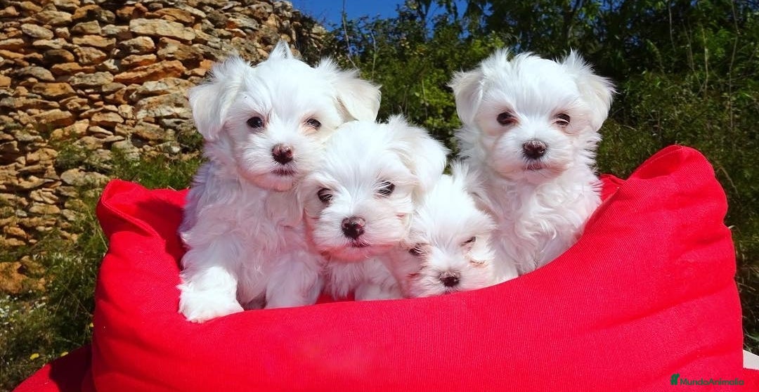 Bichón Maltés perros en venta: Bichón Maltés  - Anuncio 1