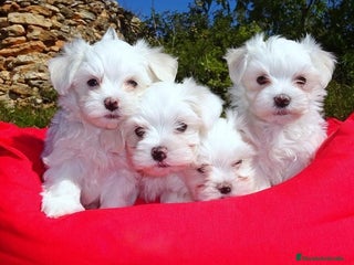 Bichón Maltés perros Bichón Maltés - Anuncio 2