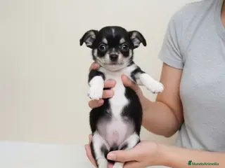 Chihuahua perros CHIHUAHUAS - Anuncio 2