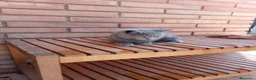 Británico de Pelo Corto Azul gatos en venta: Brithis - Anuncio 3