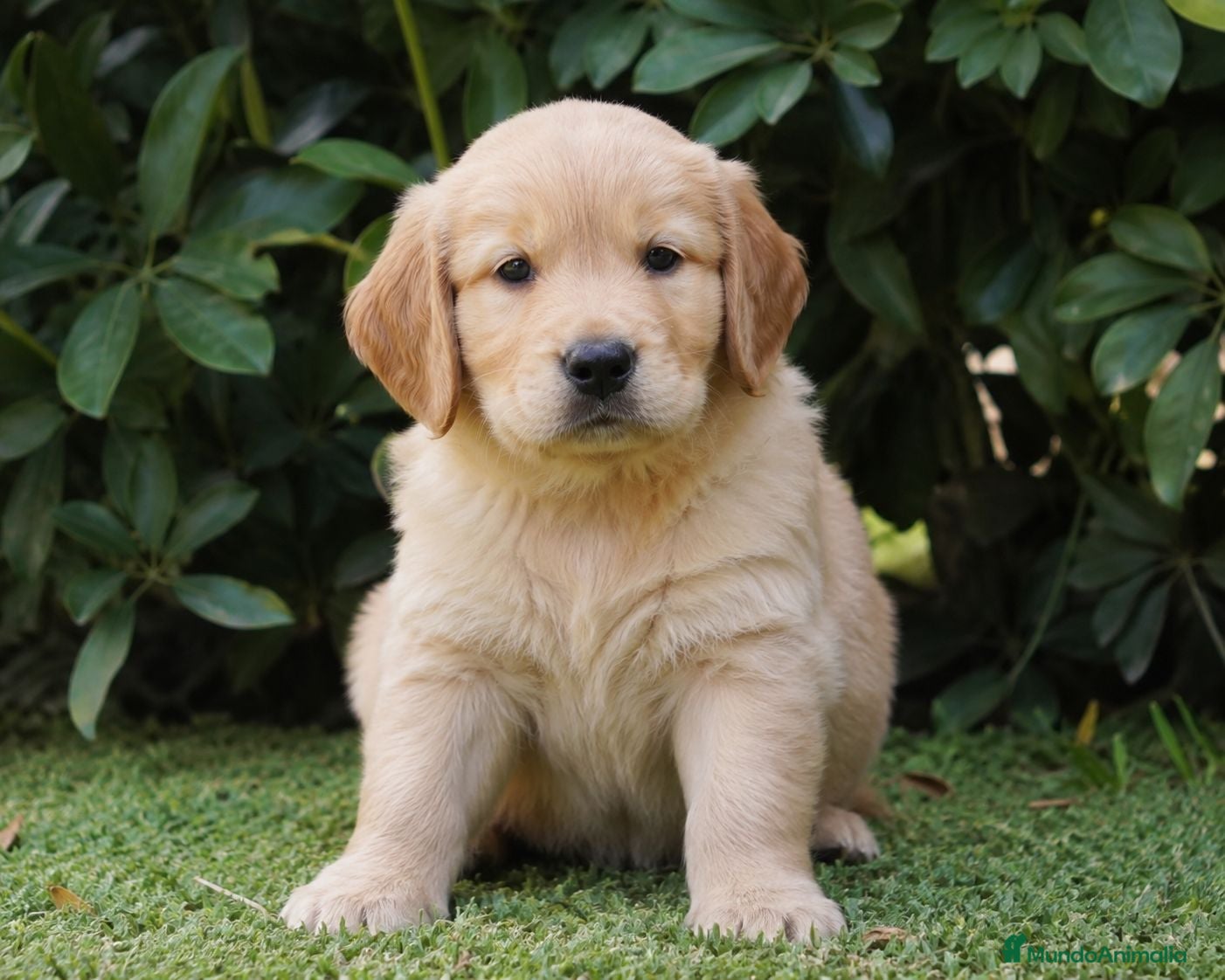 Golden Retriever perros GOLDEN RETRIEVER - IMPERIAL CANIS  - Anuncio 2