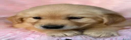 Golden Retriever perros en venta: Camada golden retriever  - Anuncio 6