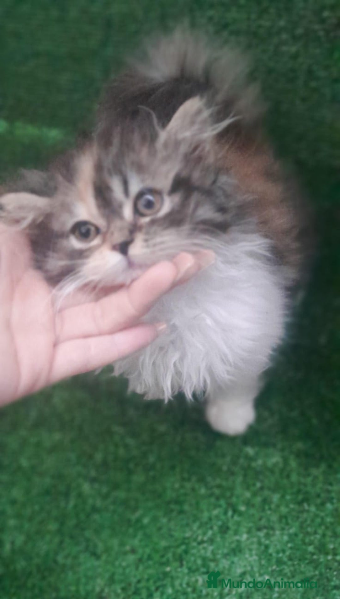 Persa gatos en venta: Gata persa - Anuncio 3