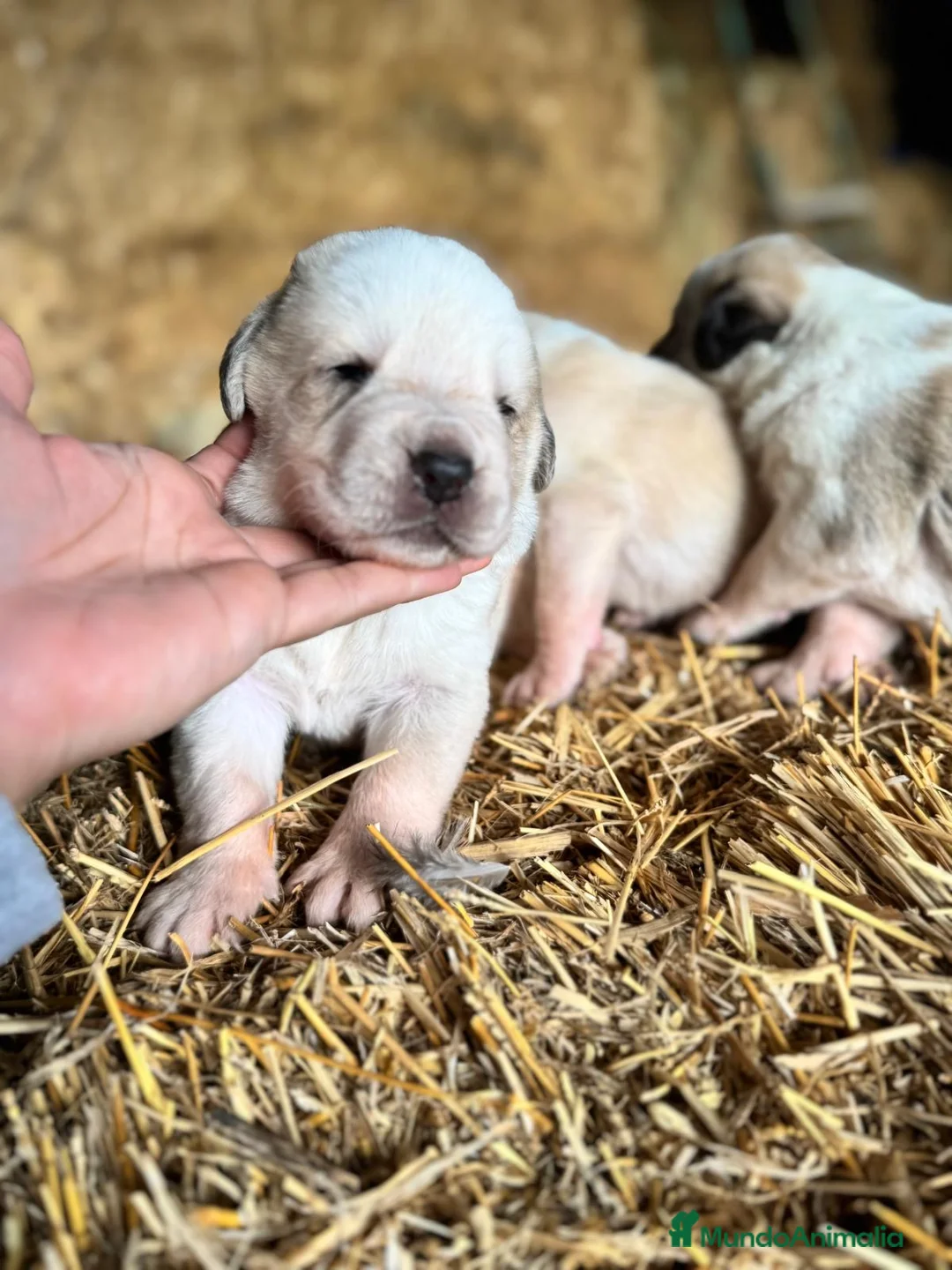 Mastín Español perros en venta: MASTIN ESPAÑOL - Anuncio 4