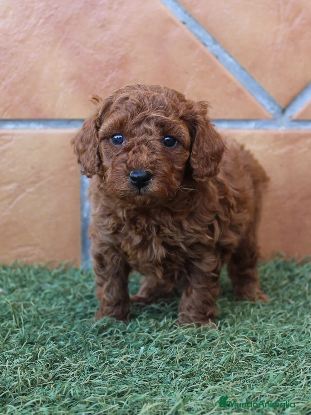 Caniche Toy perros en venta: CANICHE ASIATICO TOY ROJO - Anuncio 2