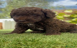 Perro de Agua Español perros en venta: PERRO DE AGUA ESPAÑOL MACHO CHOCOLATE - Imagen 6