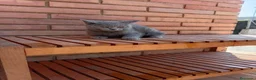 Británico de Pelo Corto Azul gatos en venta: Brithis - Anuncio 4