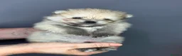 Pomerania perros en venta: Preciosos Pomerania disponibles  - Anuncio 3