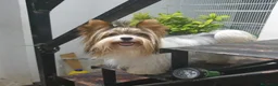 Biewer Yorkshire Terrier a la Pom Pon perros en venta: Biewer cachorros con pedigree - Anuncio 2
