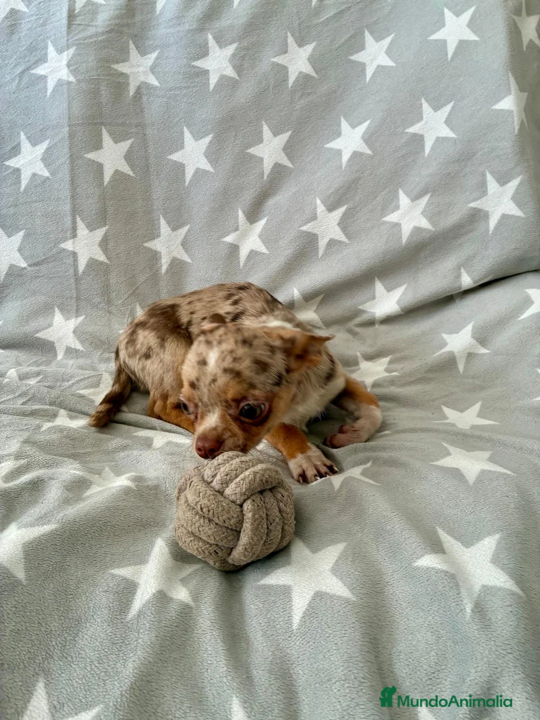 Chihuahua perros en venta: Chihuahua toy - Anuncio 5