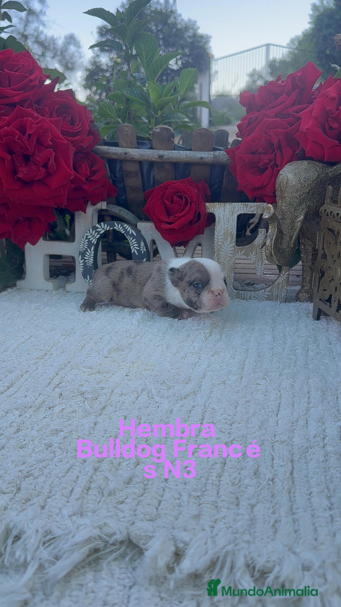 Bulldog Francés perros Bulldog Francés Hembra Merle Preciosa  - Anuncio 4