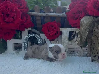 Bulldog Francés perros Bulldog Francés Hembra Merle Preciosa - Anuncio 4