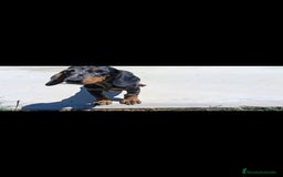 Teckel Miniatura perros en venta: Teckel arlequín - Imagen 2