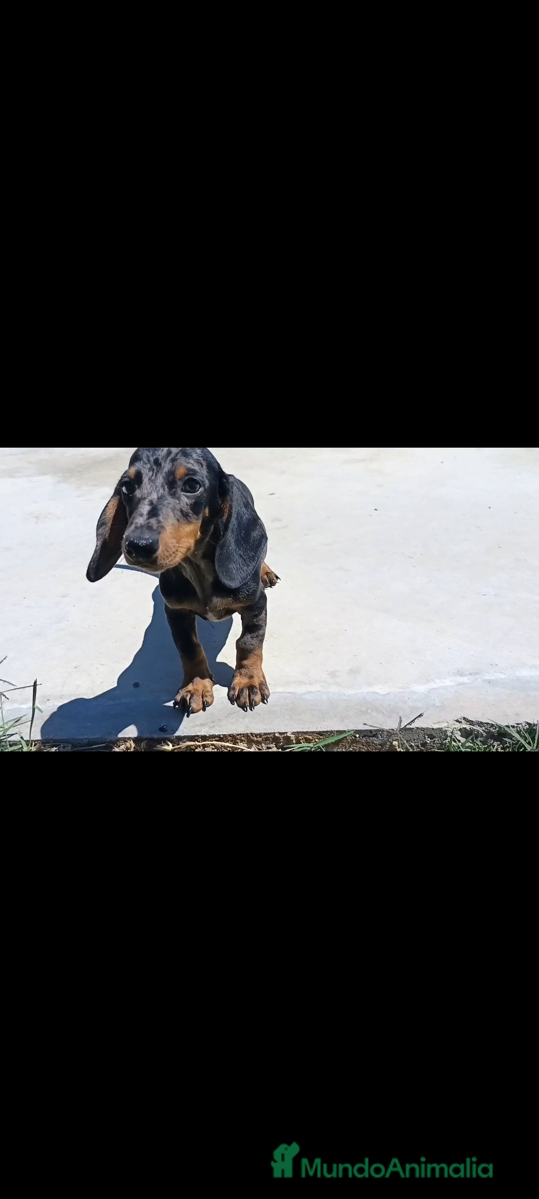 Teckel Miniatura perros en venta: Teckel arlequín - Imagen 2