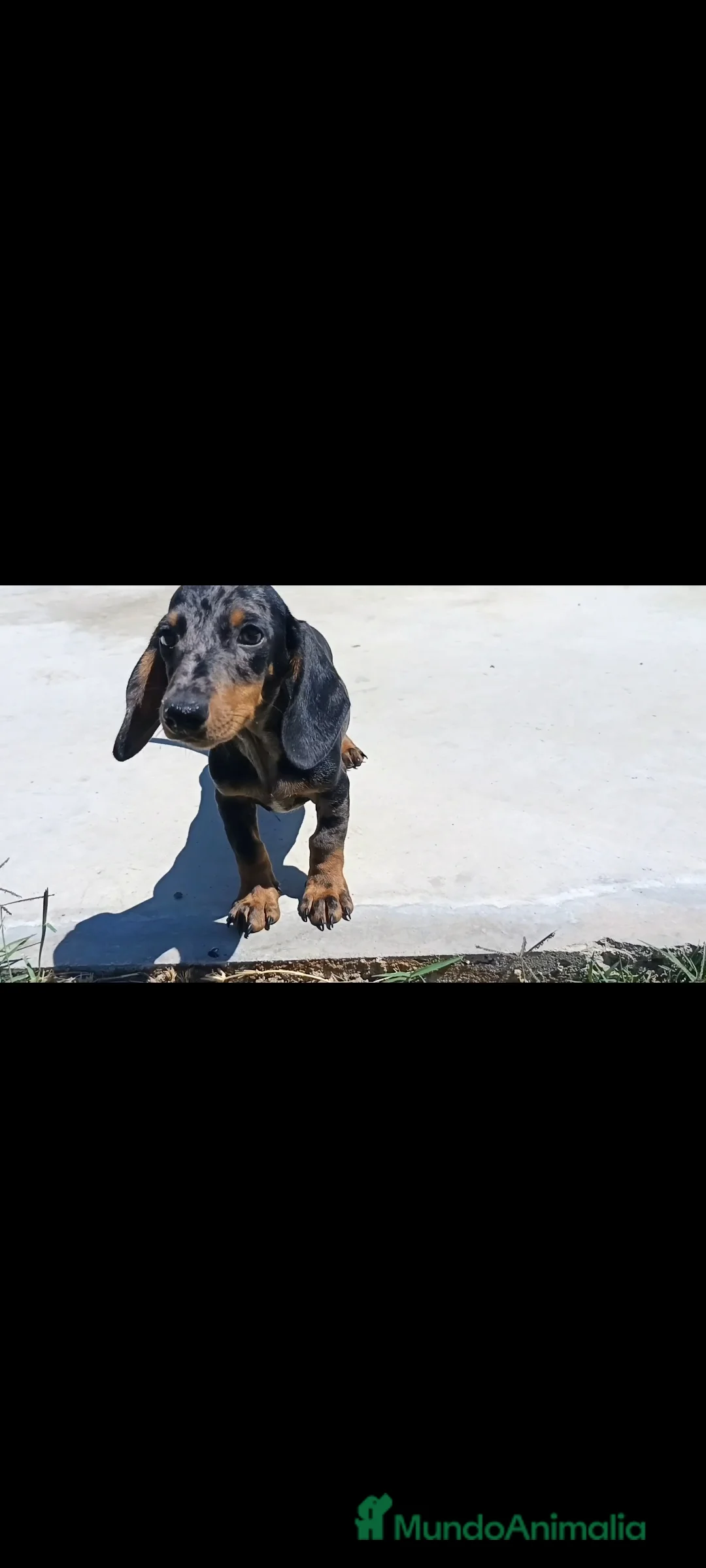 Teckel Miniatura perros en venta: Teckel arlequín - Anuncio 2