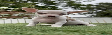 Chihuahua 1