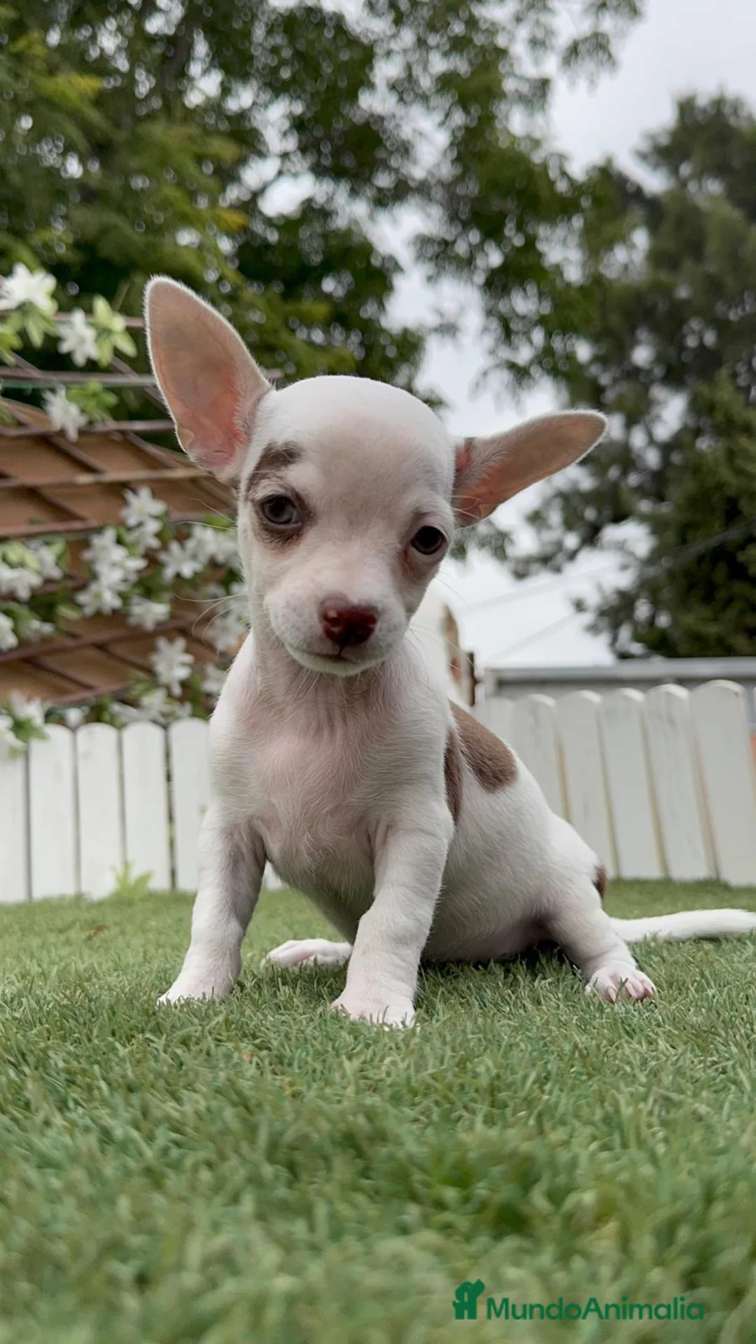 Chihuahua perros en venta: CHIHUAHUA MACHO - Anuncio 14