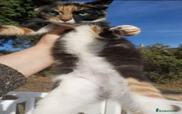 Raza Mixta gatos en adopcion: ADOPCION Gatita tricolor calico 3 meses - Anuncio 2