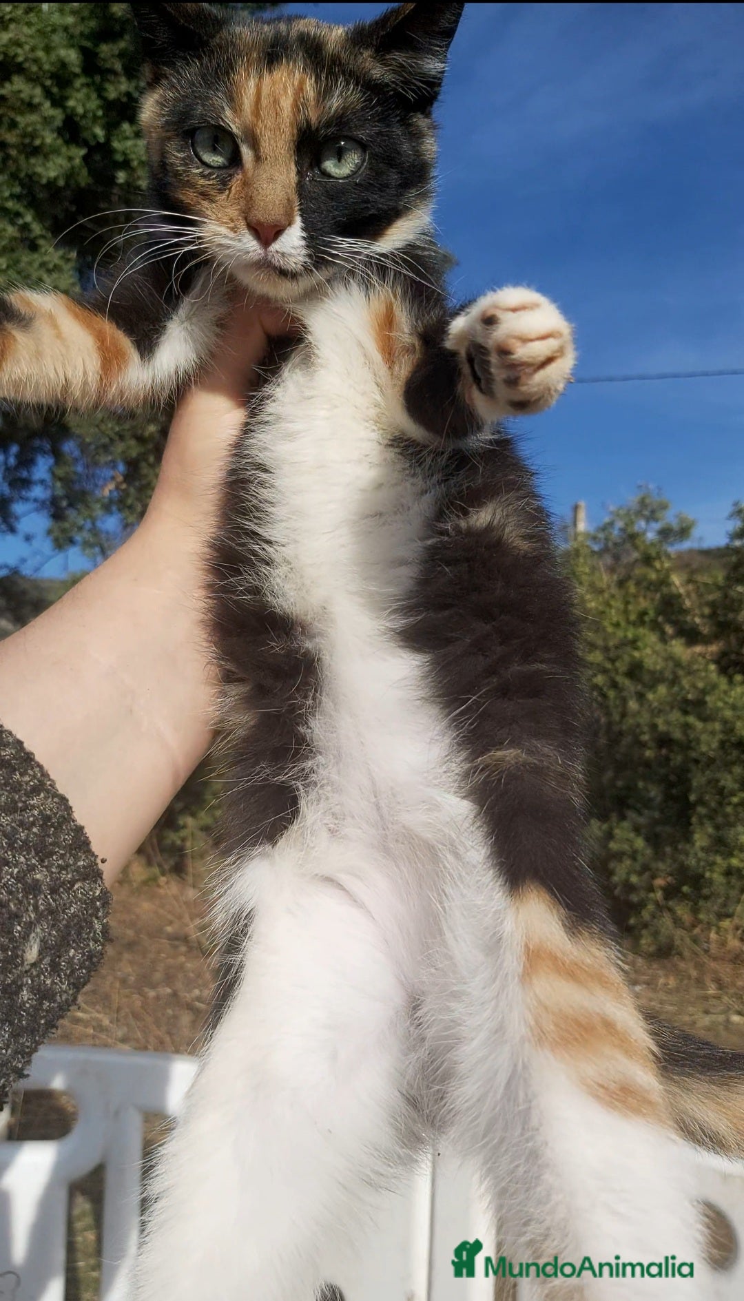 Raza Mixta gatos en adopcion: ADOPCION Gatita tricolor calico 3 meses - Anuncio 2
