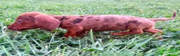 Teckel Miniatura perros en venta: Teckel Kaninchen Merle chocolate - Anuncio 3