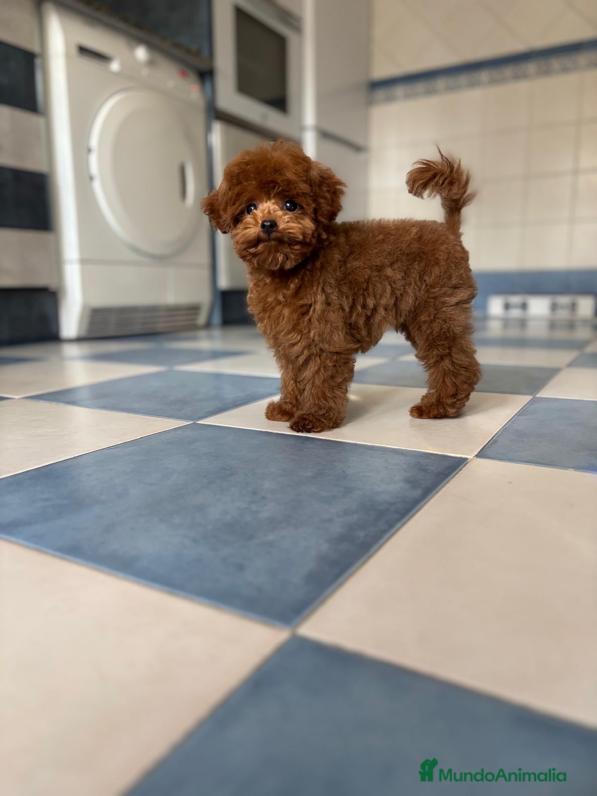Caniche Toy perros Caniche tacita de té!!! - Anuncio 1