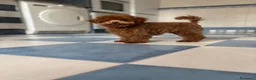 Caniche Toy perros en venta: Caniche tacita de té!!! - Anuncio 1
