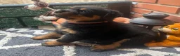 Rottweiler perros en venta: Rottweiler  - Anuncio 3