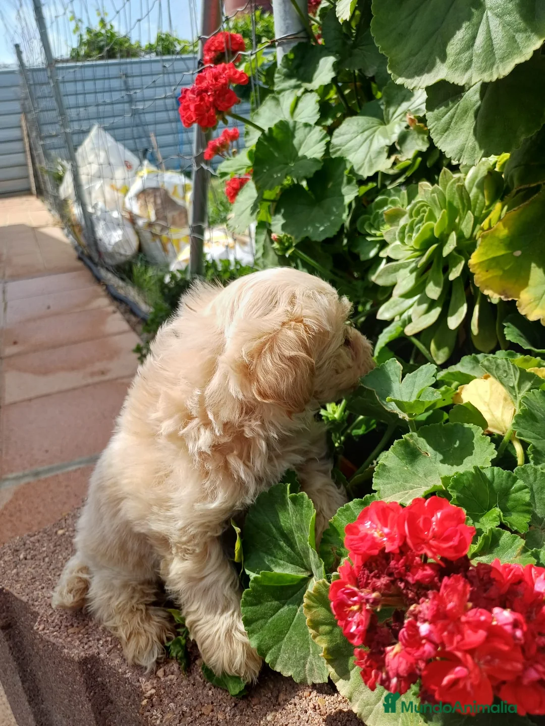Maltipoo perros en venta: Maltipoo macho disponible  en Barcelona - Anuncio 2