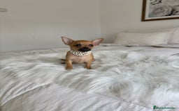 Chihuahua perros en venta: Chihuahua macho - Imagen 2