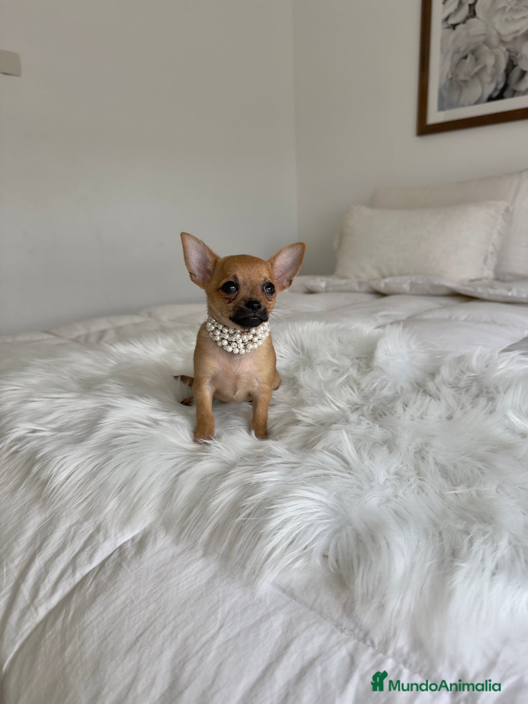 Chihuahua perros en venta: Chihuahua macho - Imagen 2