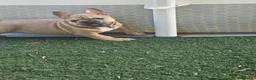 Bulldog Francés perros en venta: Precioso bulldog francés  - Anuncio 1