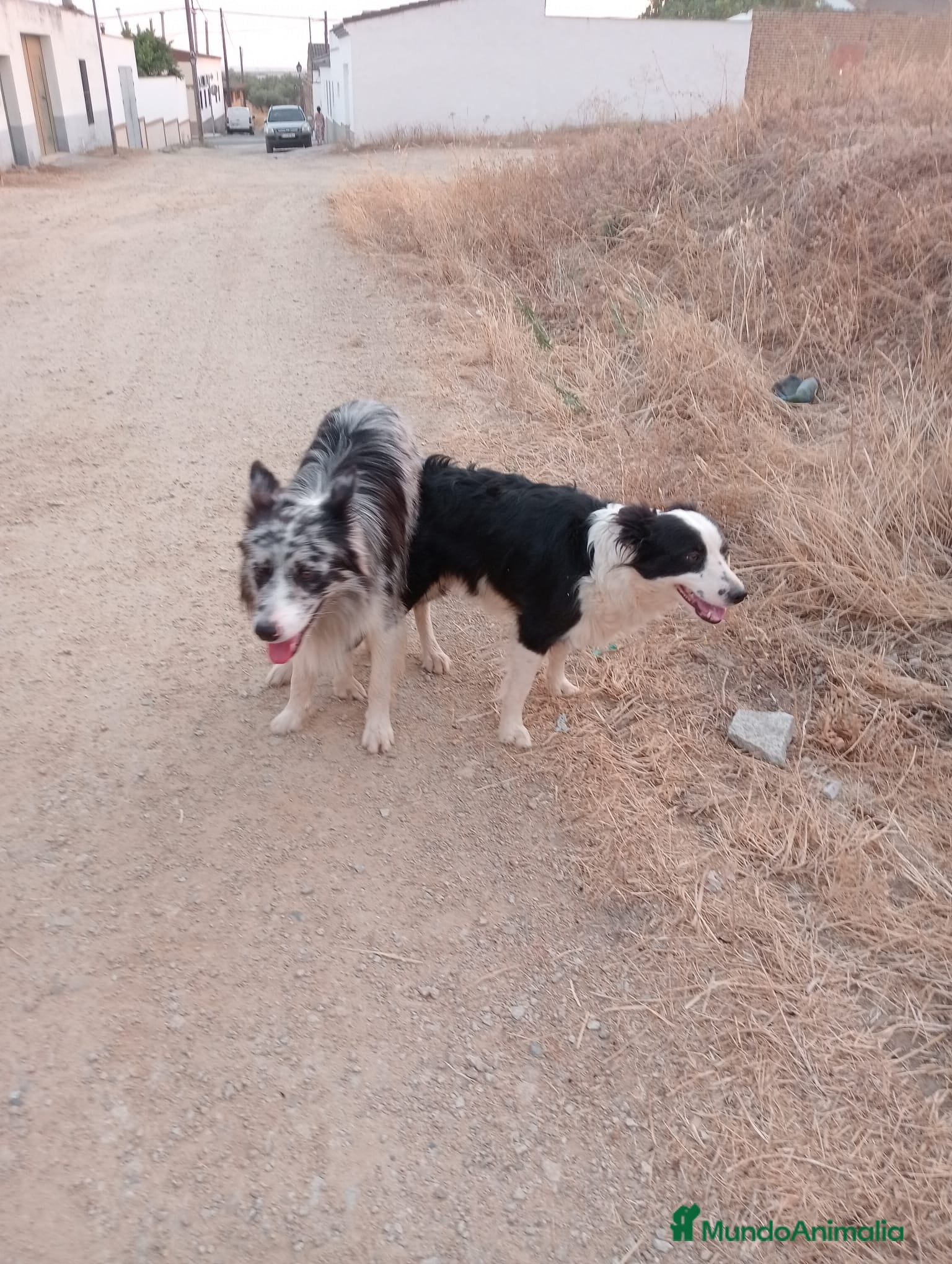Border Collie perros border collie blue merle y blanco y negro - Anuncio 1