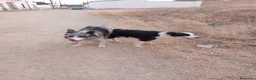 Border Collie perros en venta: border collie blue merle y blanco y negro - Anuncio 1