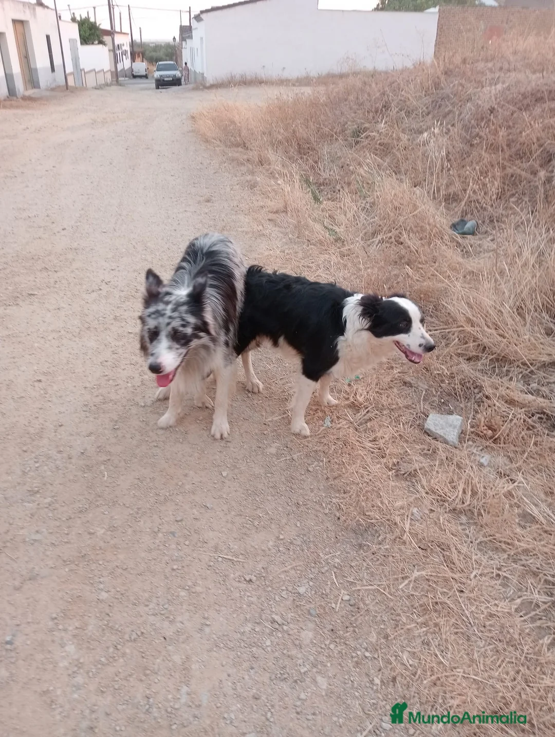 Border Collie perros en venta: border collie blue merle y blanco y negro - Anuncio 1