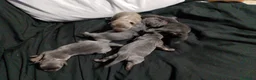 Raza Mixta perros en venta: Chipim azules y lilac - Anuncio 16
