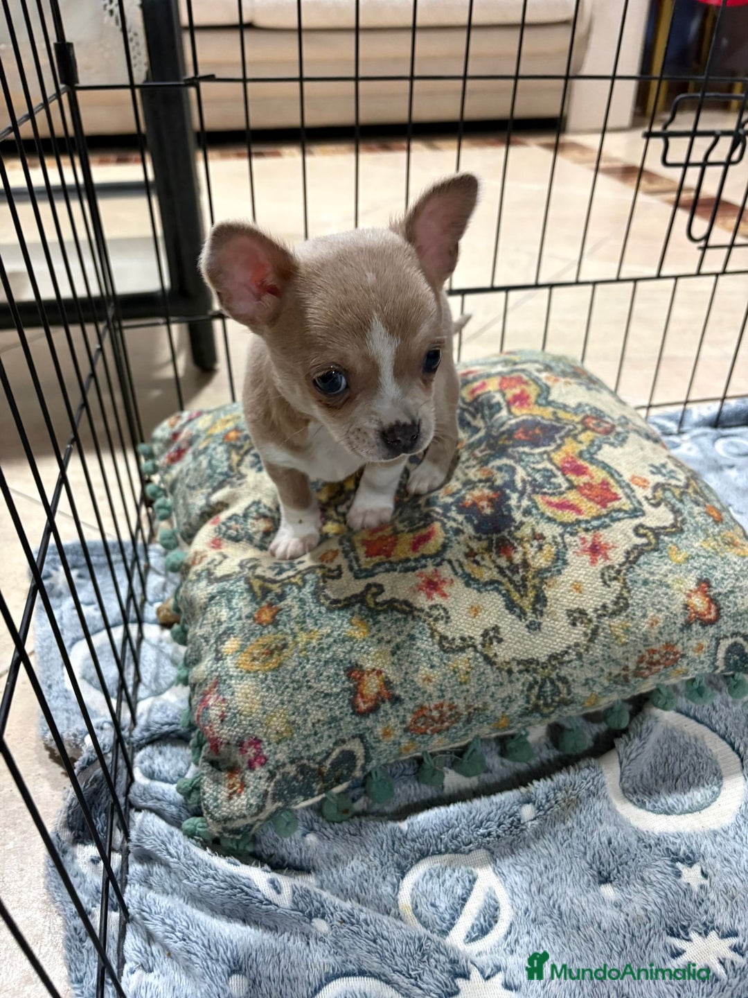 Chihuahua perros en venta: chihuahua toy marron blue ojos azules  - Anuncio 5